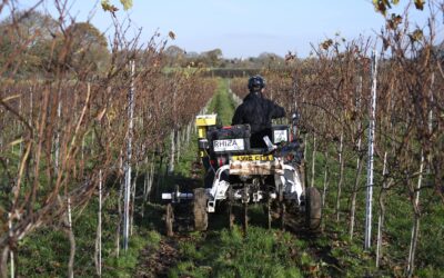 Data driven vine management with RHIZA