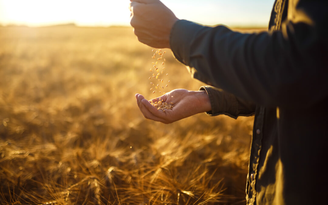 Whole Field Seed Planner enables greater accuracy